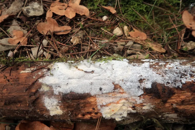 Costantinella micheneri 1 - IMG_8230